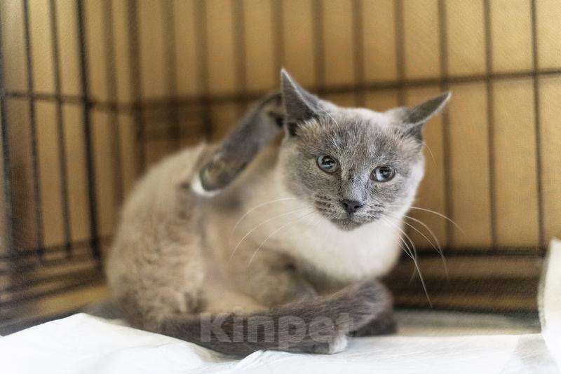 Кошки в Москве: Невероятная красавица Агата в добрые руки.  Девочка, Бесплатно - фото 5