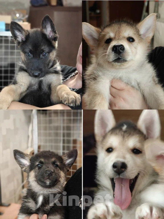 Собаки в Москве: Щенки волкособа Разнополые, 8 000 руб. - фото 1