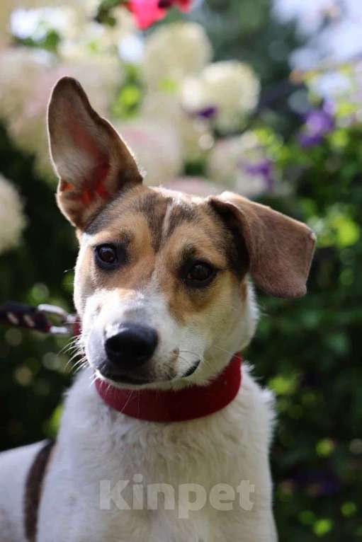 Собаки в Москве: Герда ищет дом! Девочка, Бесплатно - фото 4