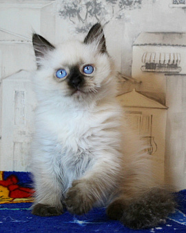 Шикарный котик