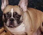 Собаки в Новосибирске: Продам щенка французского бульдога. Мальчик, 23 000 руб. - фото 7
