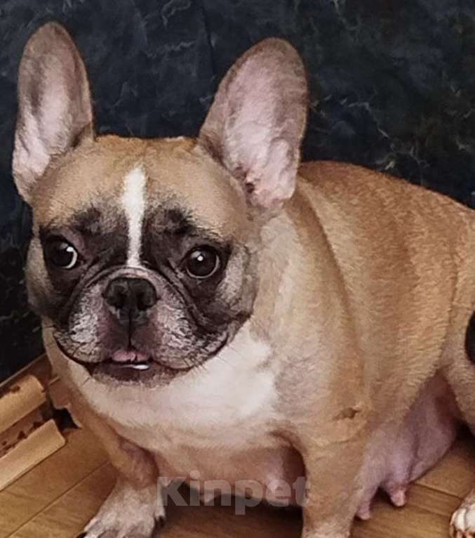 Собаки в Новосибирске: Продам щенка французского бульдога. Мальчик, 23 000 руб. - фото 7