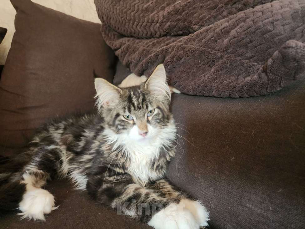 Кошки в других городах Московской области: Крупный, ласковый хулиган  Мальчик, Бесплатно - фото 2