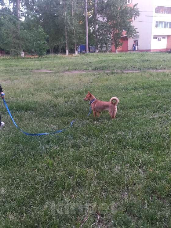 Собаки в Нижнем Новгороде: Ищем добрые руки Девочка, 1 руб. - фото 4