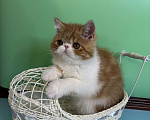Кошки в Санкт-Петербурге: Экзотический котик, 3 месяца ищет котородителей, можно звонить, все расскажу. Мальчик, 40 000 руб. - фото 4
