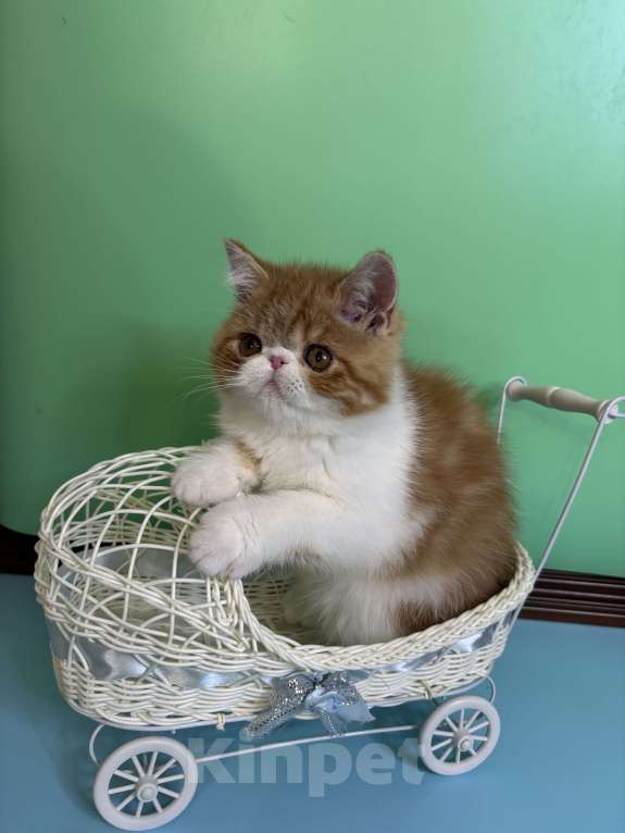 Кошки в Санкт-Петербурге: Экзотический котик, 3 месяца ищет котородителей, можно звонить, все расскажу. Мальчик, 40 000 руб. - фото 4