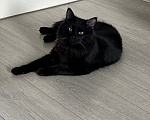 Кошки в Москве: Котик Себастьян в добрые руки. Мальчик, Бесплатно - фото 1