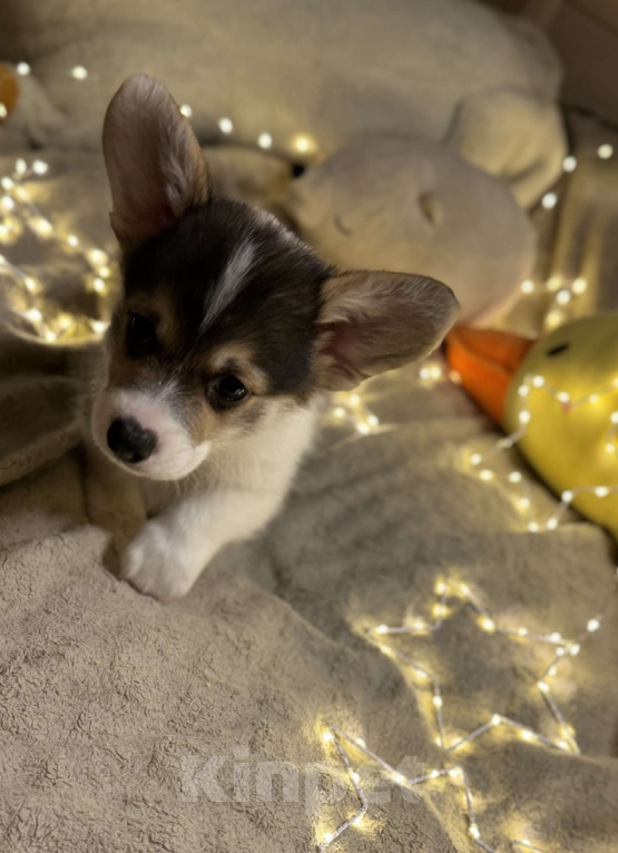 Собаки в Владивостоке: Щенок Вельш-корги Пемброк Мальчик, 70 000 руб. - фото 2