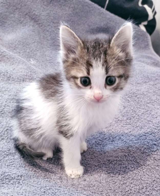 Кошки в Самаре: Котик пятнистый Мальчик, Бесплатно - фото 3