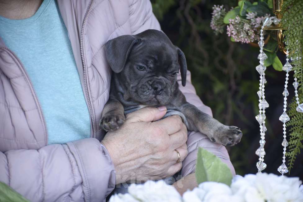 Собаки в Москве: девочка окрас голубой подпал Девочка, 50 000 руб. - фото 3