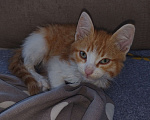 Кошки в Тюмени: Нашелся котик Мальчик, Бесплатно - фото 2