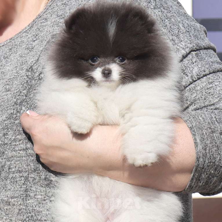 Собаки в Москве: Голубая девочка ШПИЦА померанского Девочка, 120 000 руб. - фото 8