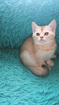 Шотландские котята шиншилла