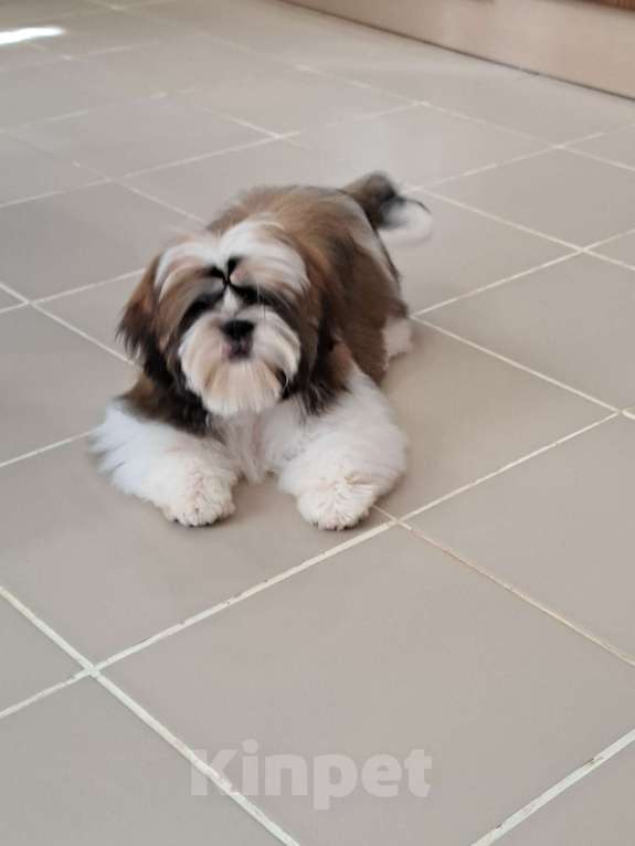 Собаки в других городах Тверской области: Мальчик Ши-тцу  Мальчик, Бесплатно - фото 3