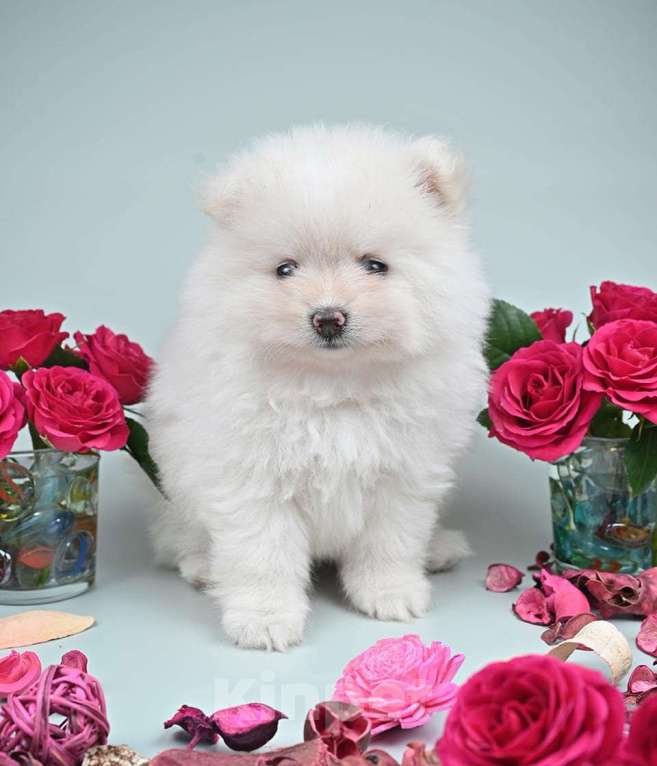 Собаки в Нижнем Новгороде: Щенок шпица Мальчик, 40 000 руб. - фото 2