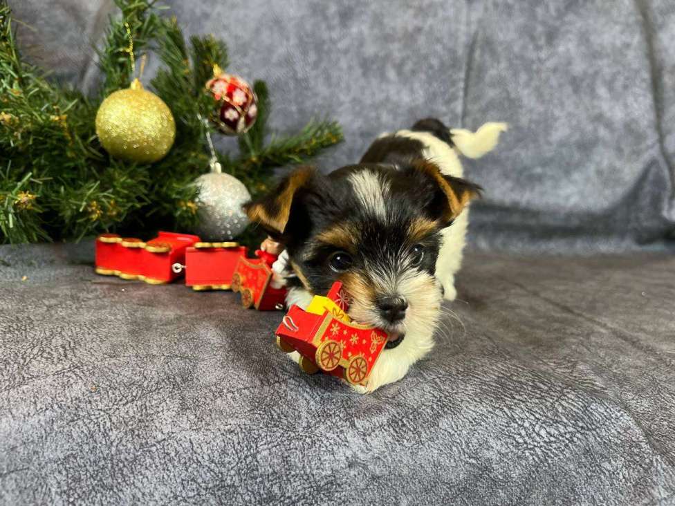 Собаки в Вологде: Очень красивая девочка бивер терьер  Девочка, 120 000 руб. - фото 6