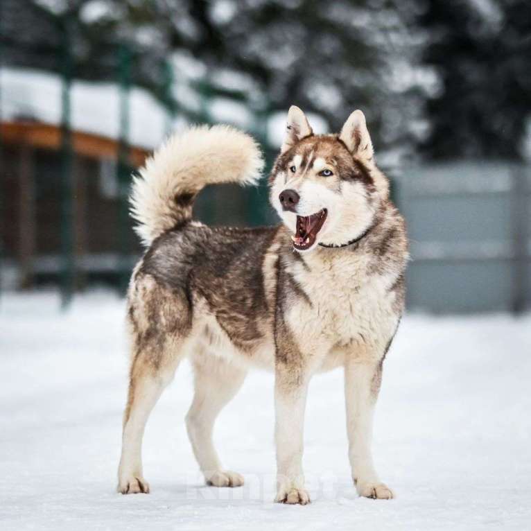 Собаки в Москве: Балто Мальчик, Бесплатно - фото 2