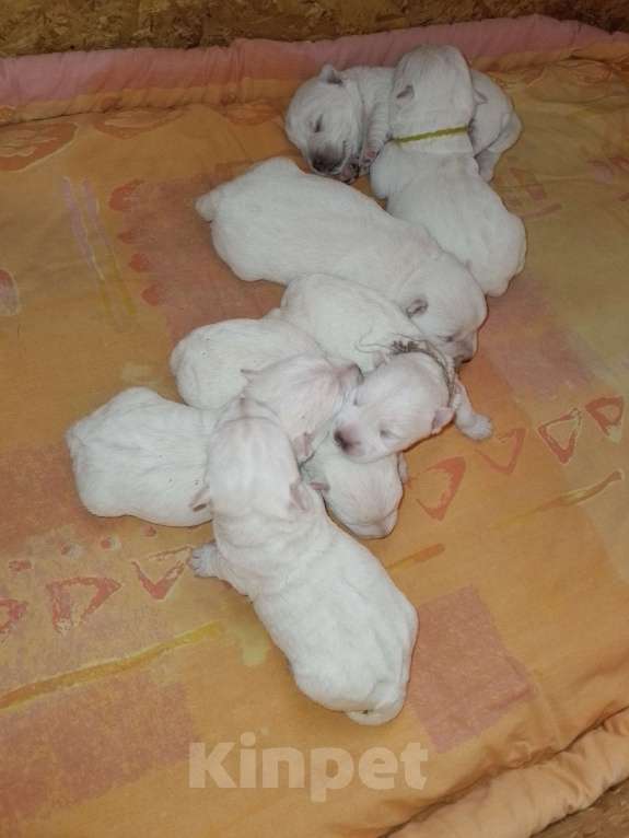 Собаки в Краснодаре: Белоснежное очарование Девочка, 65 000 руб. - фото 5