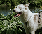 Собаки в Москве: Солнечная Липа метис бордер колли Девочка, Бесплатно - фото 4