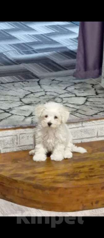 Собаки в других городах Алтая: Продажа Мальчик, 25 000 руб. - фото 1