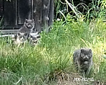 Кошки в Каменске-Уральском: Трое шотландских котят Девочка, Бесплатно - фото 4