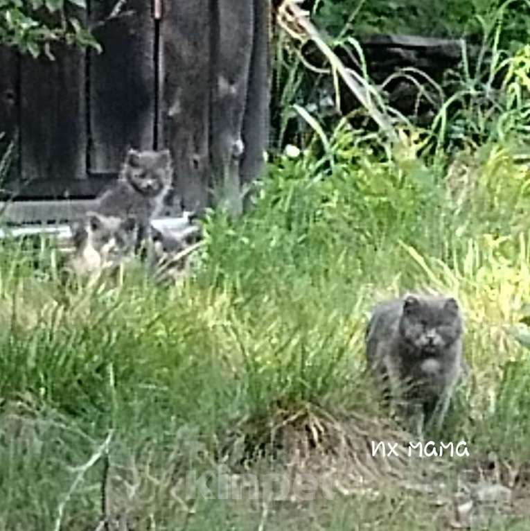 Кошки в Каменске-Уральском: Трое шотландских котят Девочка, Бесплатно - фото 4