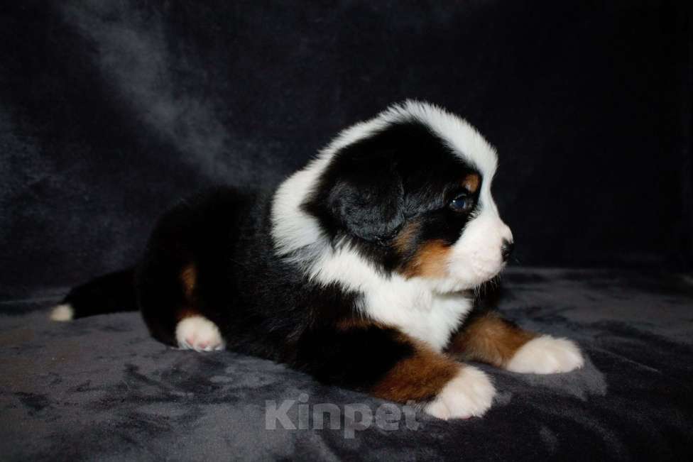 Собаки в других городах Московской области: Бернский зенненхунд Девочка, 70 000 руб. - фото 4