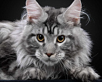 Кошки в Москве: Породные котята мейн-кун от международных чемпионов Мальчик, 60 000 руб. - фото 1