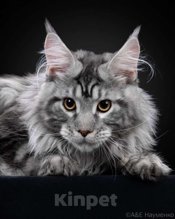 Кошки в Москве: Породные котята мейн-кун от международных чемпионов Мальчик, 60 000 руб. - фото 1