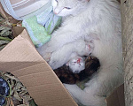 Кошки в Люберцах: Милашка Девочка, Бесплатно - фото 1