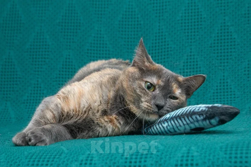 Кошки в Реутове: Взрослая кошка в добрые руки Девочка, Бесплатно - фото 2