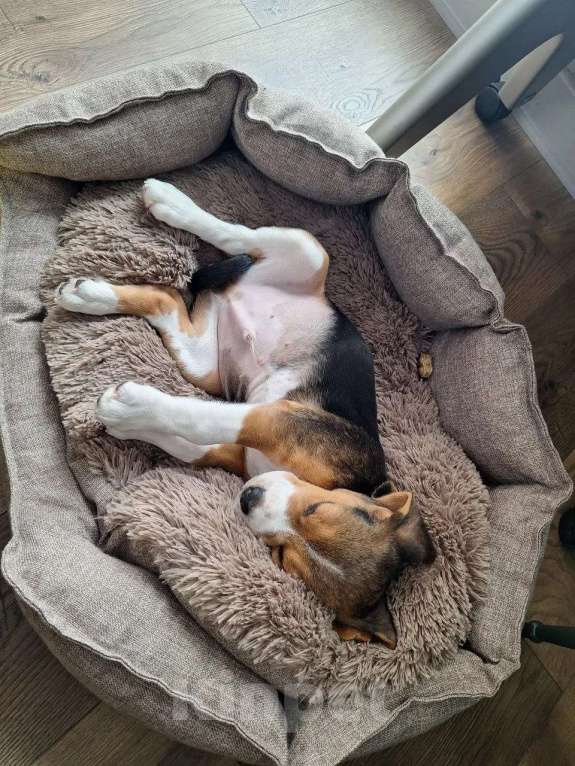 Собаки в других городах Ленинградской области: Бигль, мальчик 3 месяца Мальчик, 15 000 руб. - фото 3