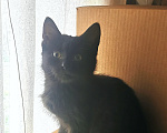 Кошки в Санкт-Петербурге: Черный котёнок в добрые руки Девочка, Бесплатно - фото 2