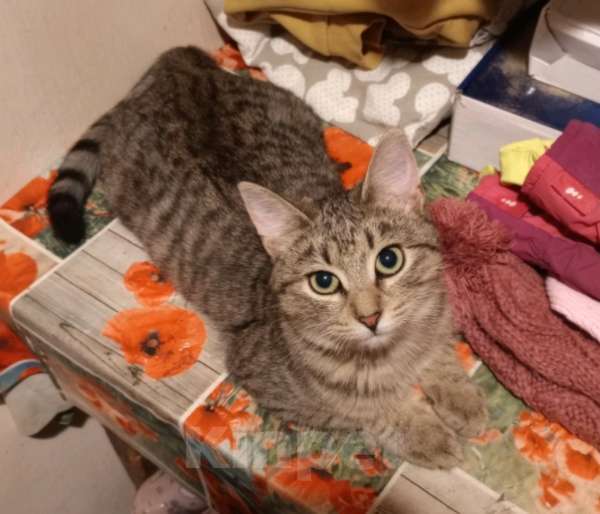 Кошки в Москве: Кот 8 месяцев Мальчик, Бесплатно - фото 3