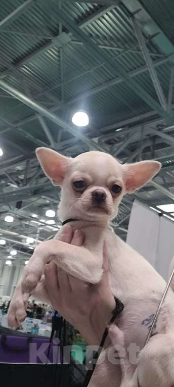 Собаки в Москве: Красивый мальЧиш Мальчик, Бесплатно - фото 3