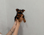 Собаки в других городах Краснодарского края: Щенок йоркширского терьера. Девочка, 20 000 руб. - фото 2