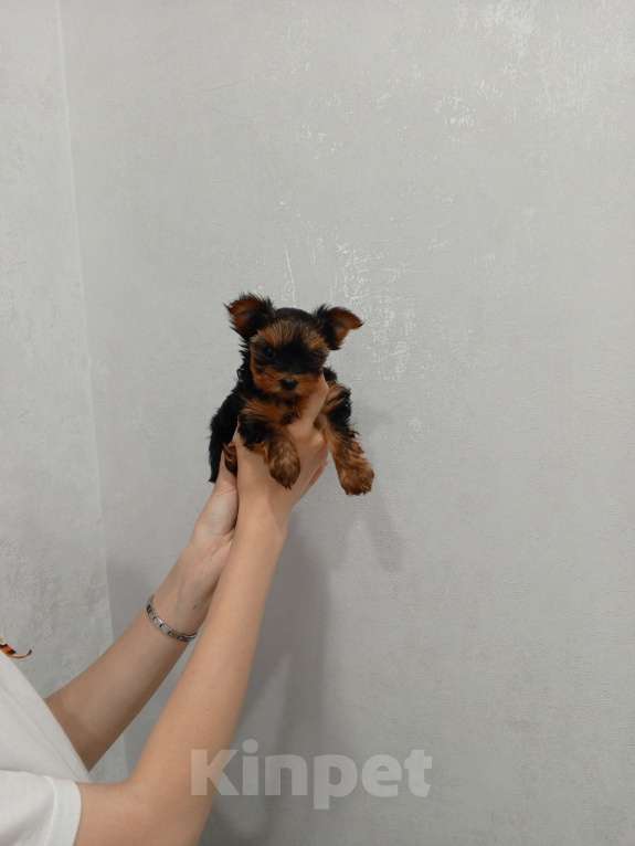 Собаки в других городах Краснодарского края: Щенок йоркширского терьера. Девочка, 20 000 руб. - фото 2