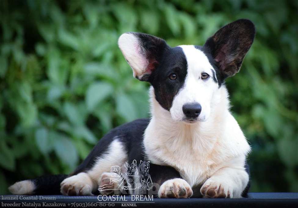 Собаки в Москве: Вельш корги кардиган (девочка) Девочка, 40 000 руб. - фото 2