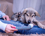 Собаки в Ногинске: Монти - харизматичен, умен, фотогеничен Мальчик, Бесплатно - фото 4