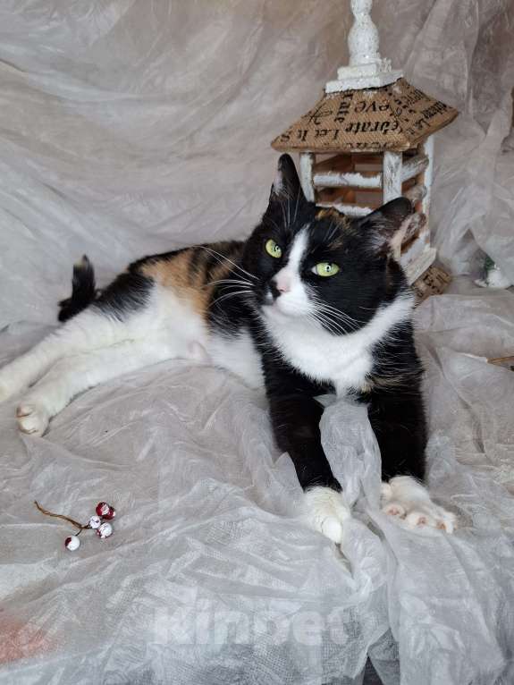 Кошки в Москве: Трехцветная кошка в добрые руки  Девочка, Бесплатно - фото 10