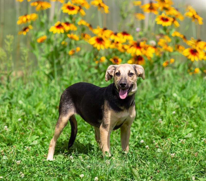 Собаки в Москве: Щенок Глория ищет семью Девочка, 1 руб. - фото 8