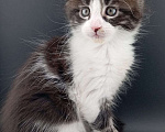 Кошки в Санкт-Петербурге: Чистокровные котята(полидакт) .  Девочка, 20 000 руб. - фото 2