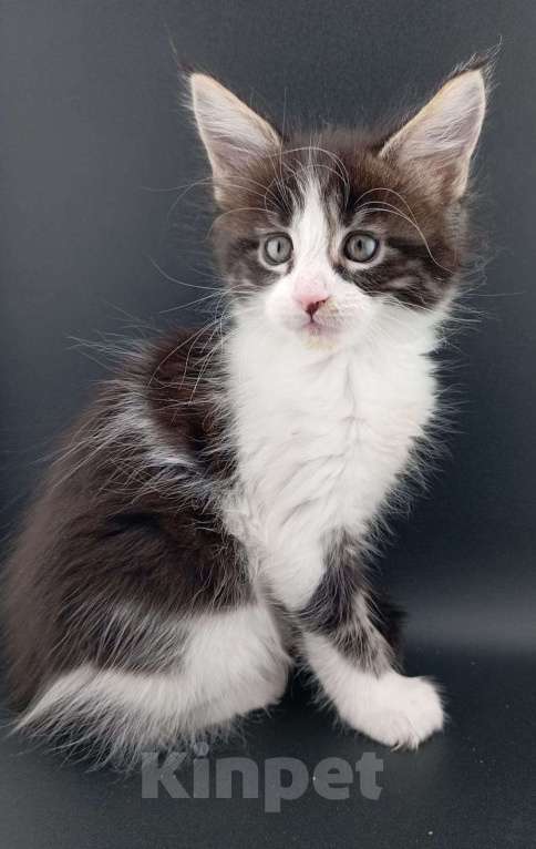 Кошки в Санкт-Петербурге: Чистокровные котята(полидакт) .  Девочка, 20 000 руб. - фото 2