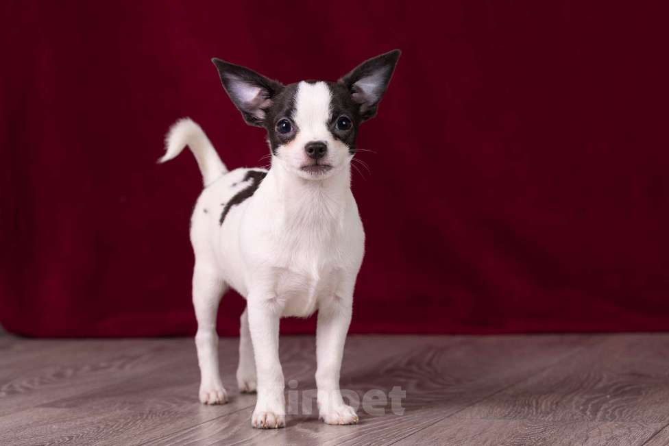 Собаки в Балашихе: Мальчик  чихуахуа  Мальчик, 25 000 руб. - фото 2