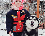 Собаки в Астрахани: Вязка!!!!!!, 2 500 руб. - фото 2
