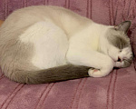 Кошки в Ливны: Тайская кошечка ищет спутника, Бесплатно - фото 1