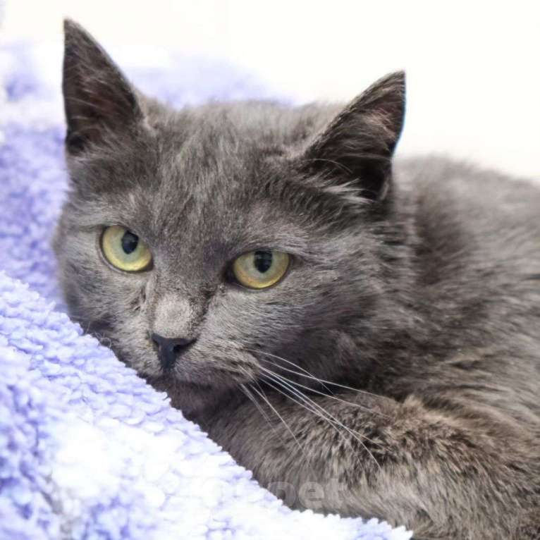 Кошки в Москве: Лечебная кошечка Девочка, Бесплатно - фото 4