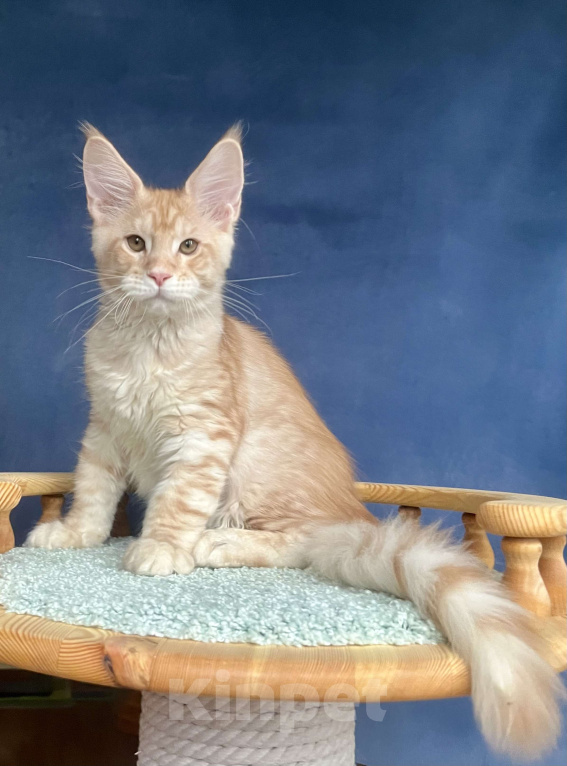 Кошки в Санкт-Петербурге: Мальчик Джемесон  Мальчик, 70 000 руб. - фото 5