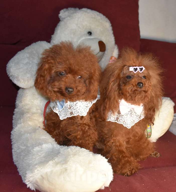 Собаки в Москве: Девочка Тедди пудель Китай. Девочка, 300 000 руб. - фото 6