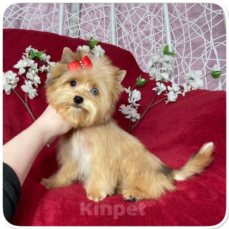 Собаки в Москве: Рыжий йорк с голубыми глазами мини девочка Девочка, 95 000 руб. - фото 5